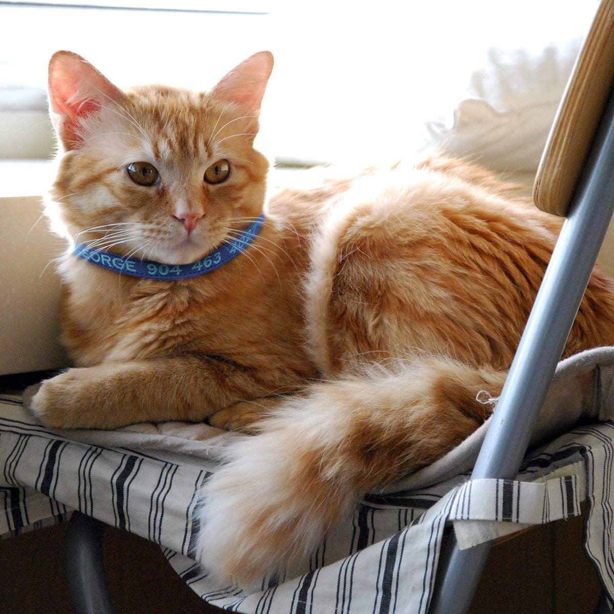 Nylon Cat Collar with Bell U629