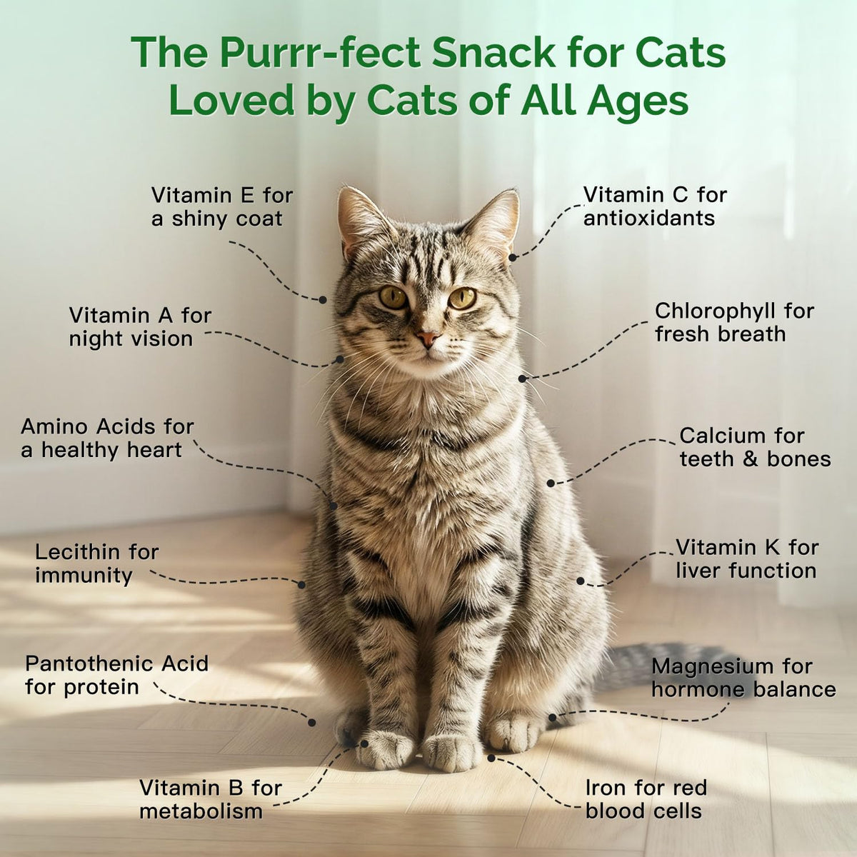 4 Can Cat Grass Kit with Non-GMO Organic Wheat Seeds V2775