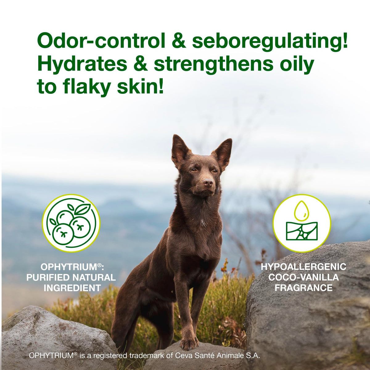 Dog Seboregulating Shampoo & Mousse V509