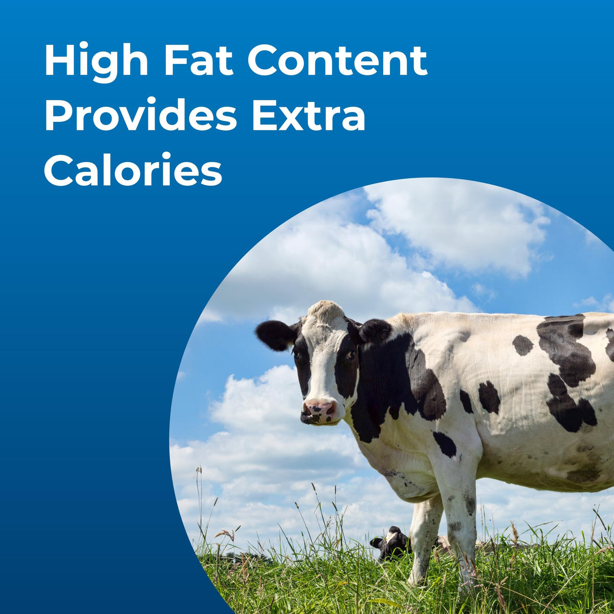 High Calorie Liquid Nutritional Supplement for Livestock 1 Gallon S826
