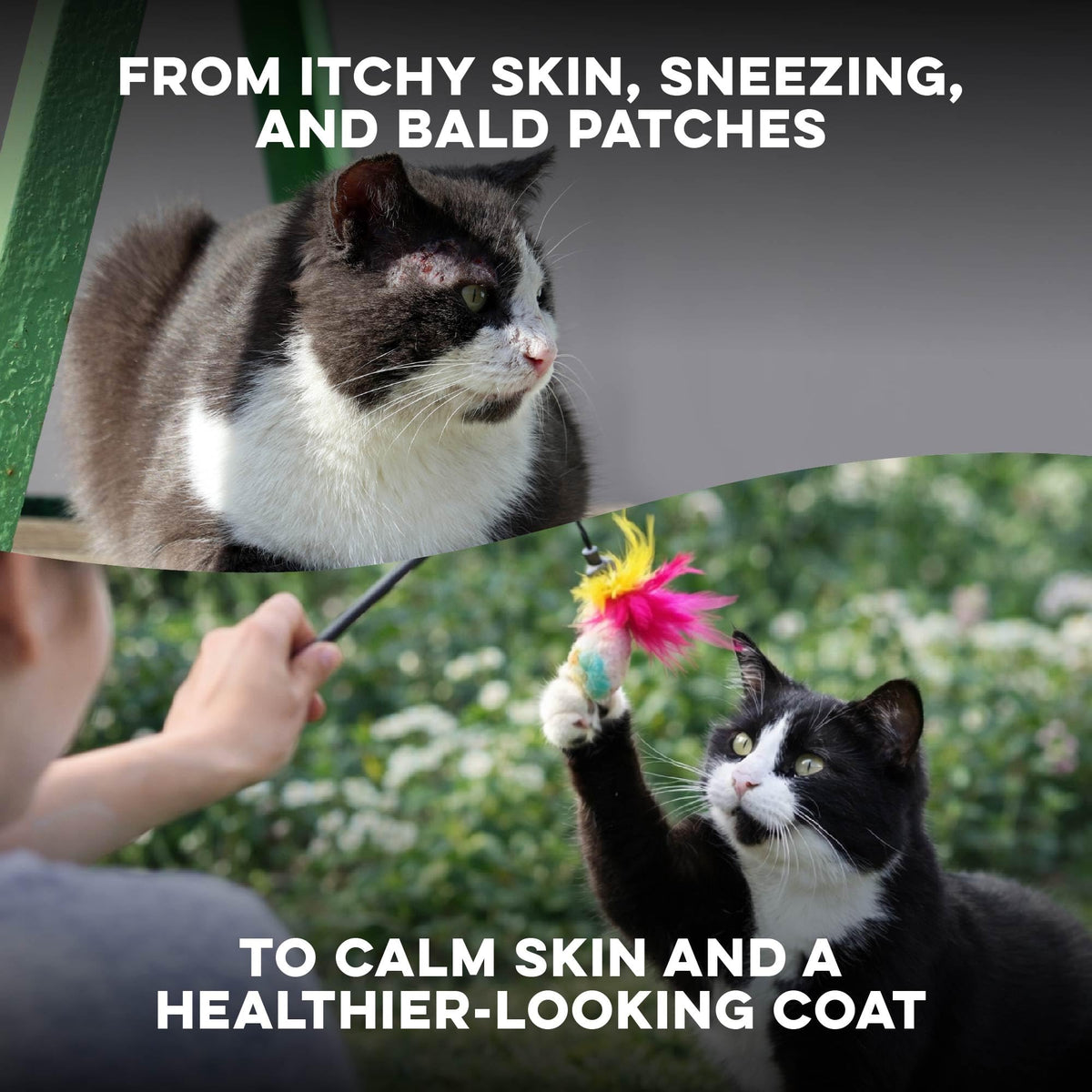 Cat Itchy Skin Relief & Hair Loss Treatment 400 Pills O8063